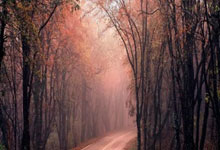 河南男篮再胜天津队,豪取五连胜